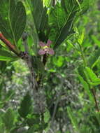 Bridgesia incisifolia Bert. ex Cambess. resmi