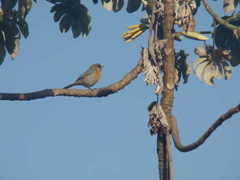 Image of Cinnamon Tanager