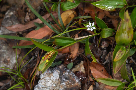 Image of Schelhammera multiflora R. Br.