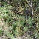 Image of Coprosma spathulata subsp. spathulata