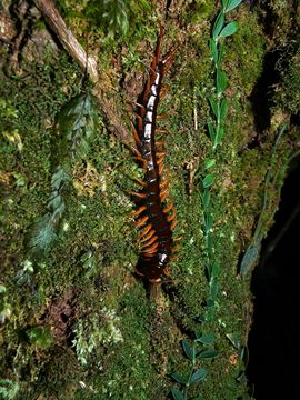 Image of <i>Scolopendra supspinipes</i>