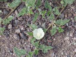 Image of scurfymallow