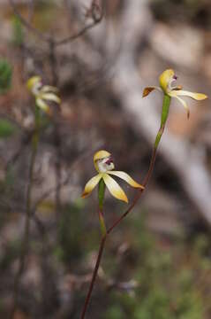 Image of Caladenia testacea var. hildae (Pescott & Nicholls) Nicholls