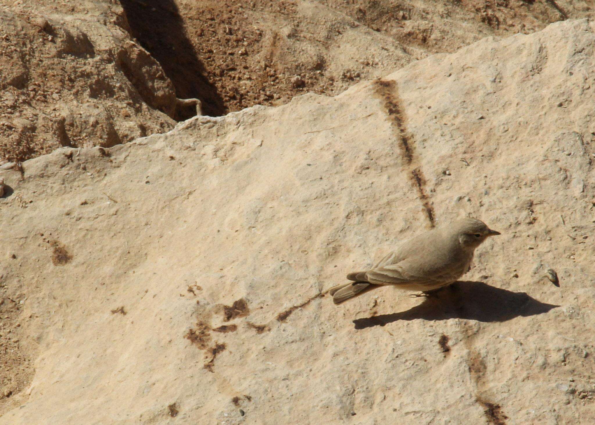 Image of Desert Lark