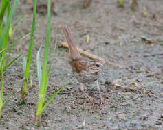 Image of Desert Song Sparrow