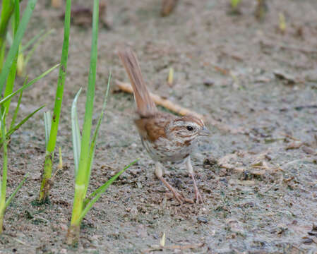 Image of Desert Song Sparrow