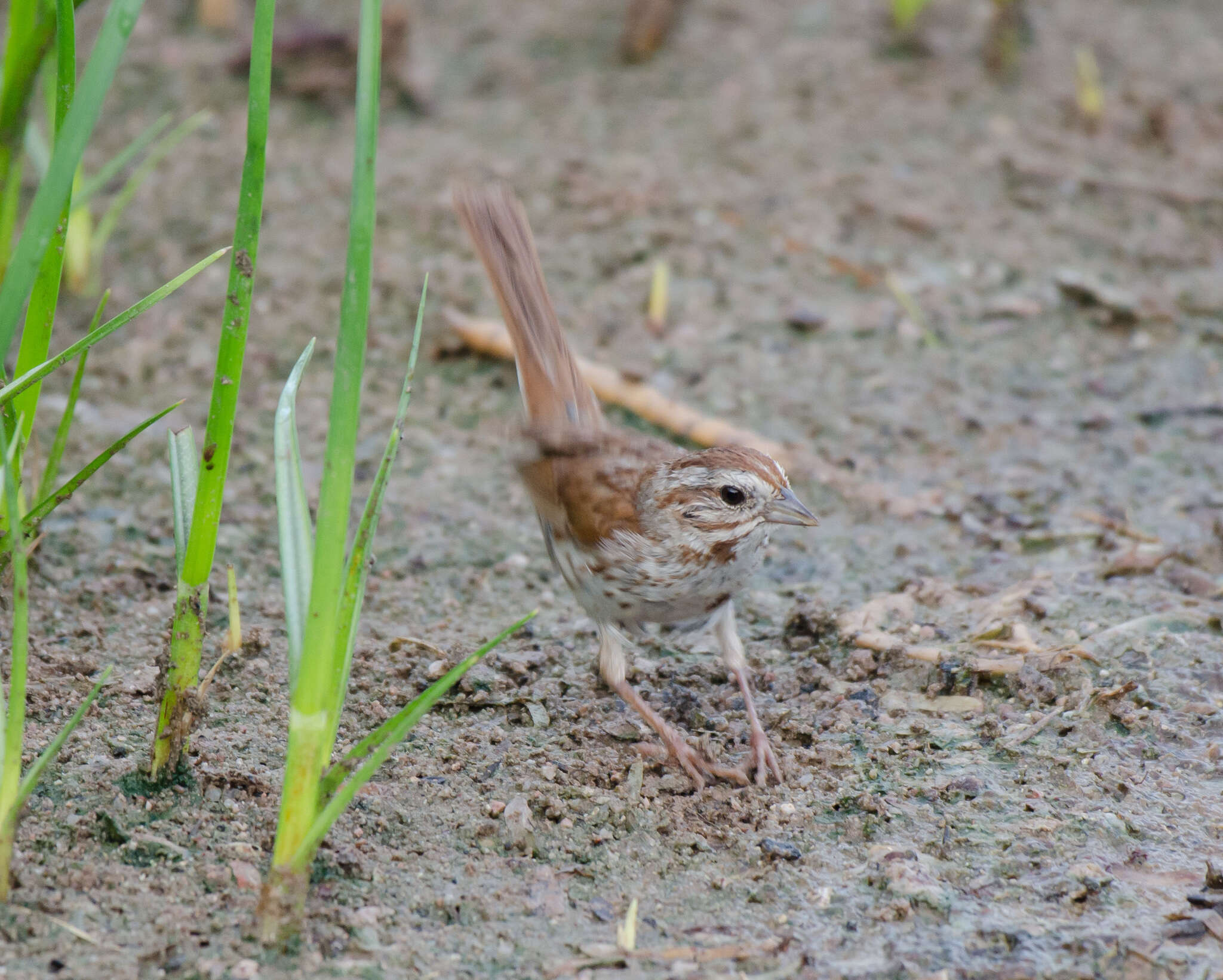 Image of Desert Song Sparrow