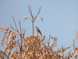 Image of Grey-necked Bunting