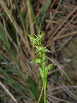 Image of Habenaria pumila Poepp.