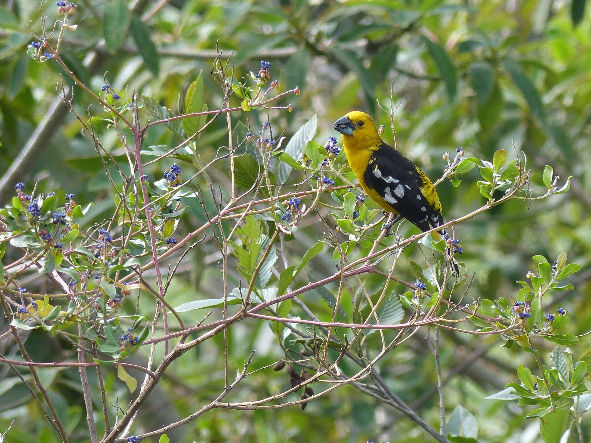 Image of Golden Grosbeak