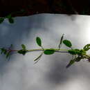 Слика од Stachys venulosa Greene