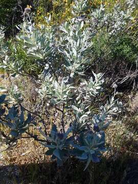 Image of Pacific yerba santa