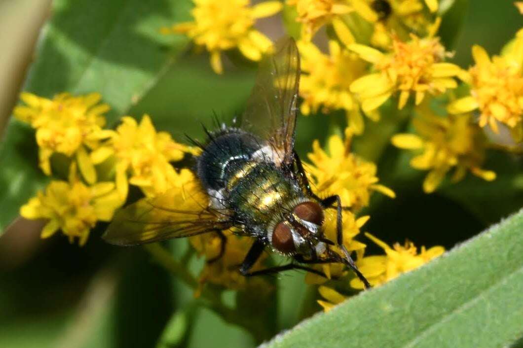 Image of Chrysosomopsis aurata (Fallén 1820)