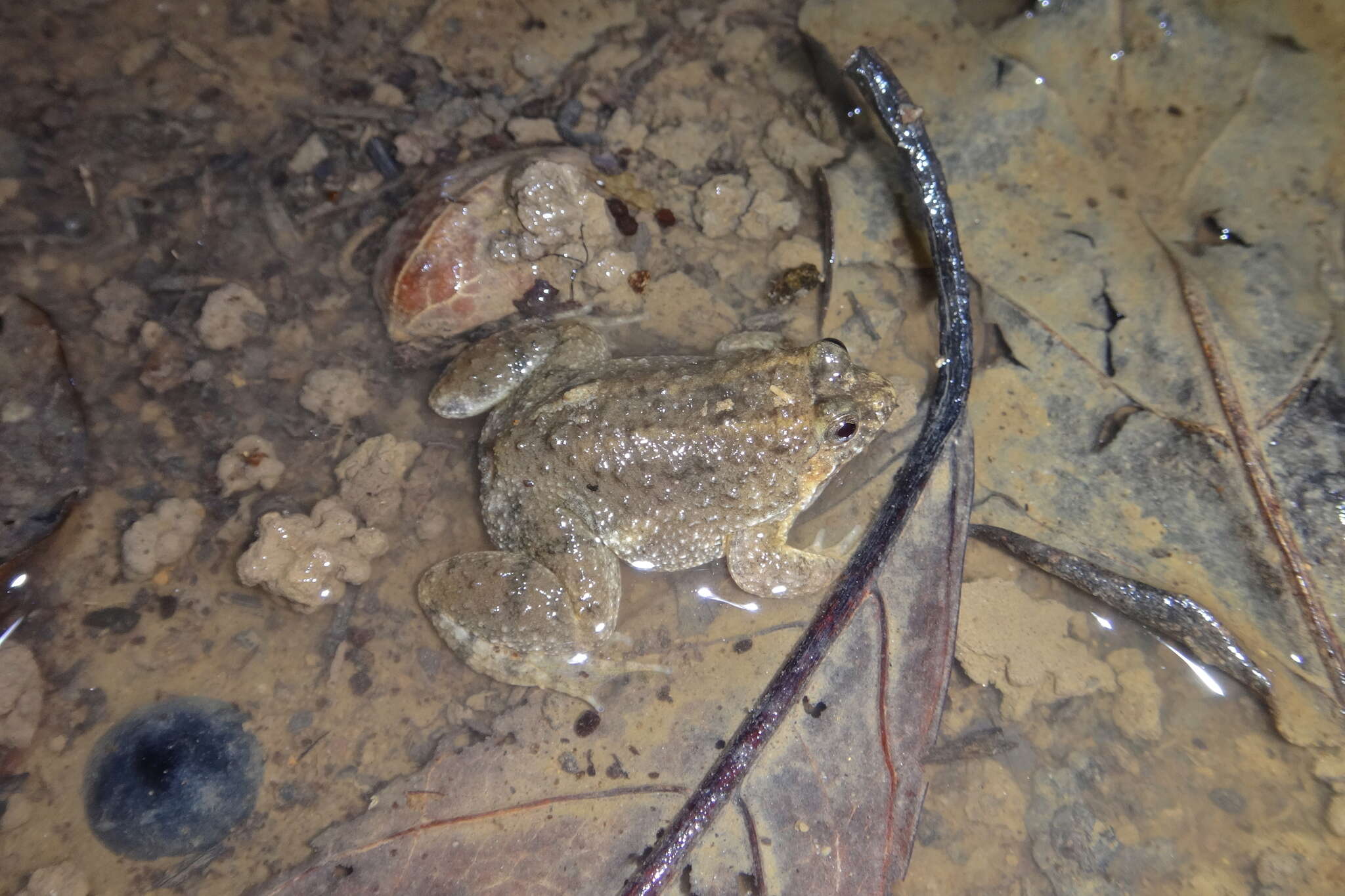 Image of Round-tongued Floating Frog