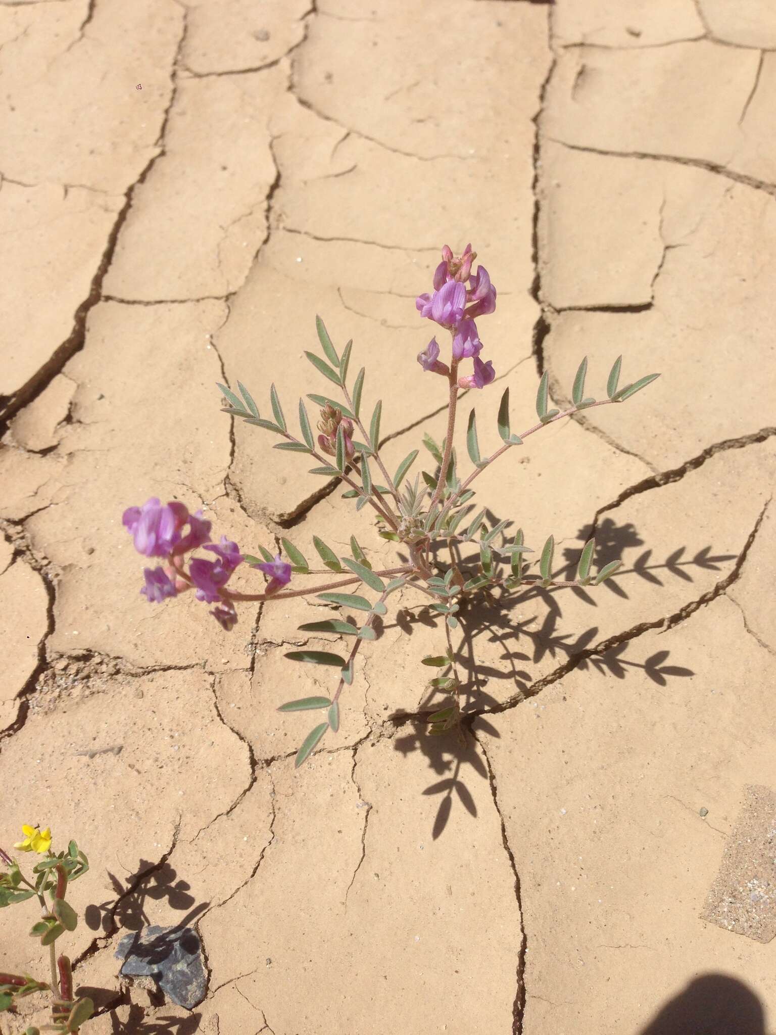 Image of Astragalus prorifer