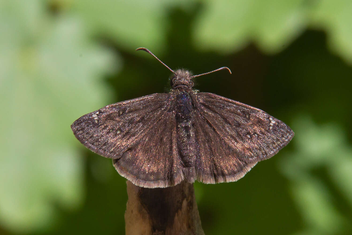 Image de Erynnis meridianus Bell 1927