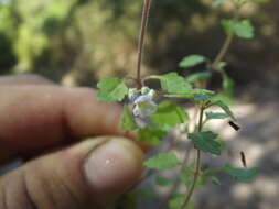 Слика од Stemodia palmeri A. Gray