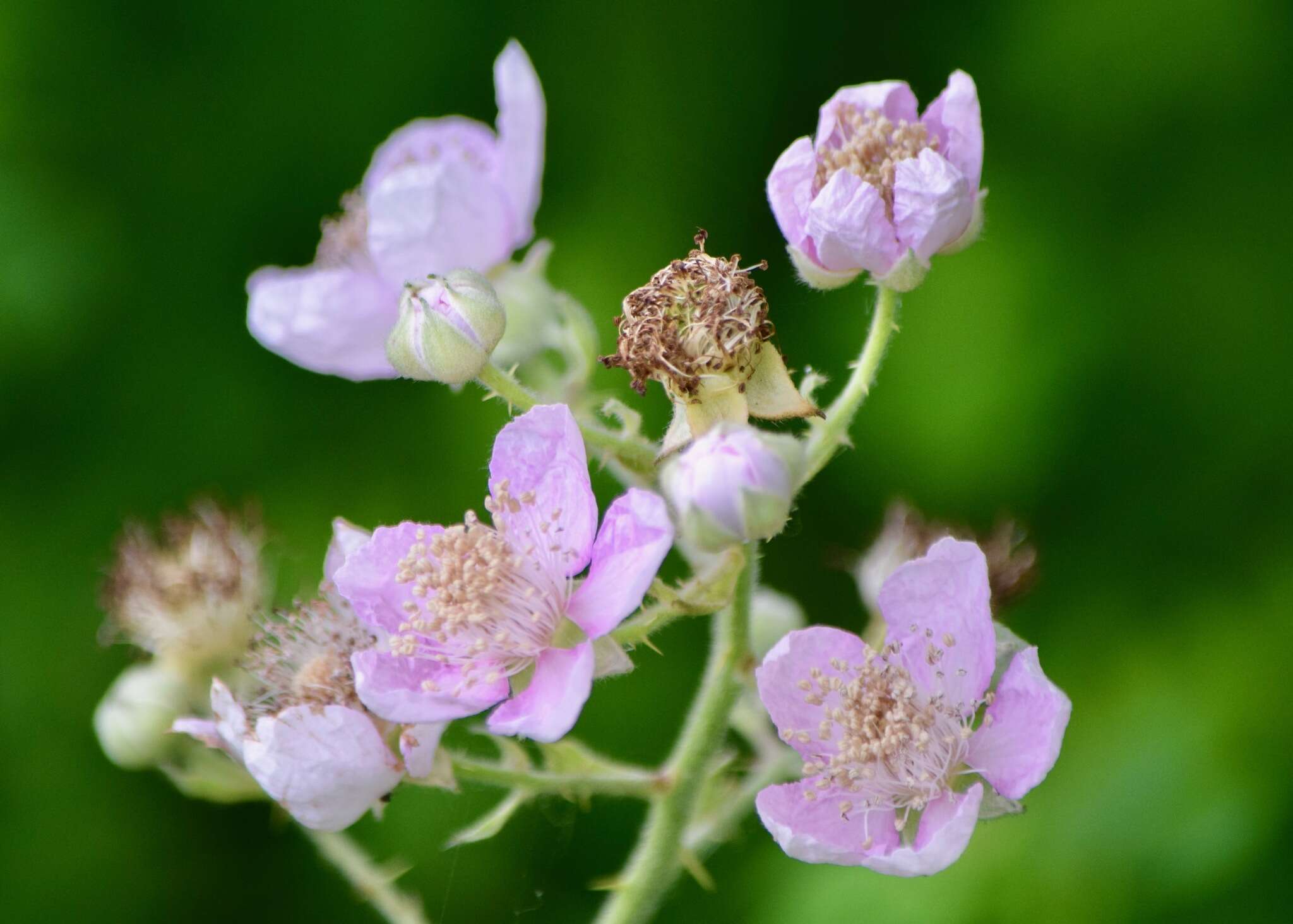 Rubus bifrons Vest ex Tratt. resmi