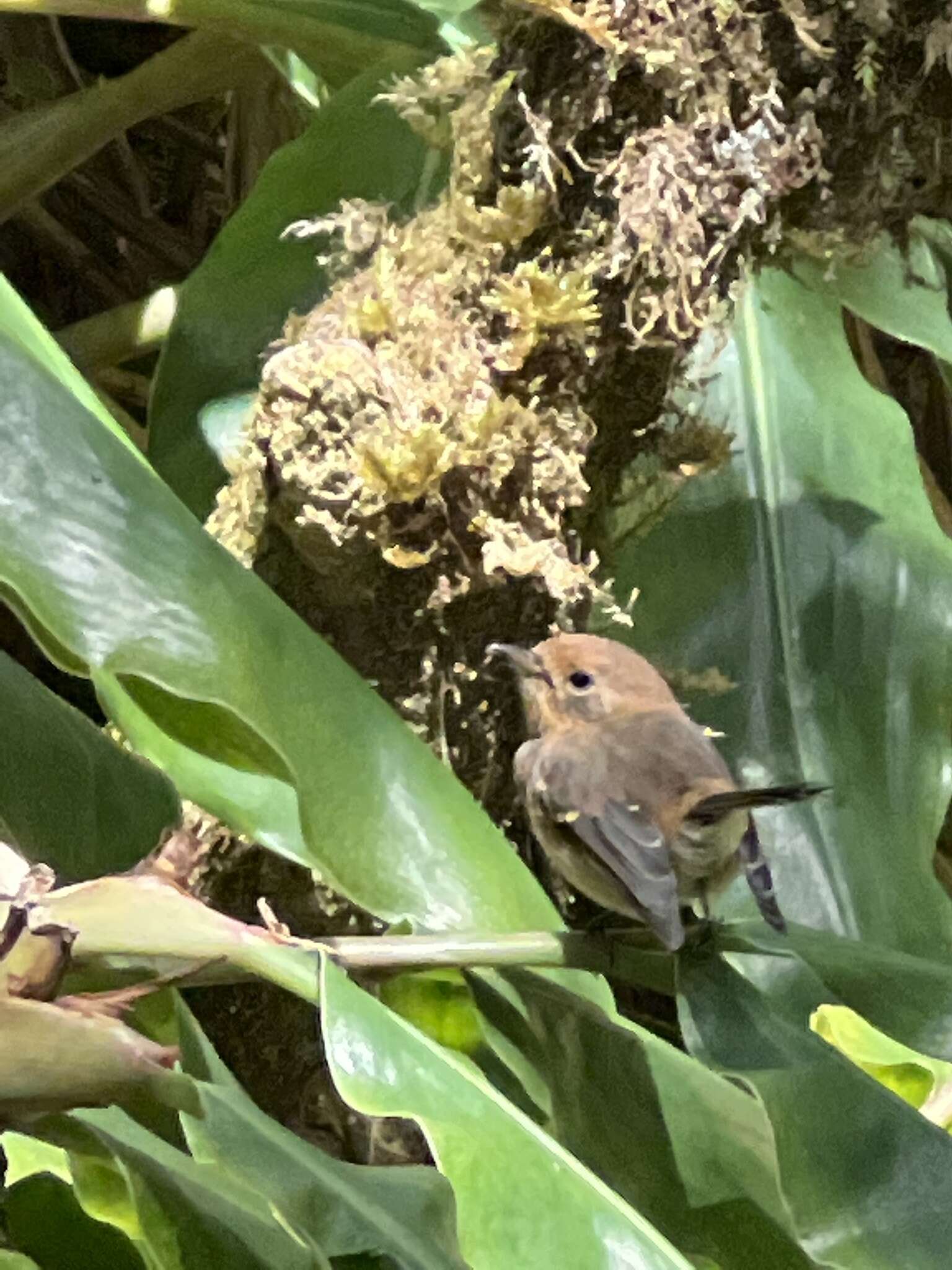 Image of Kaua`i `Elepaio