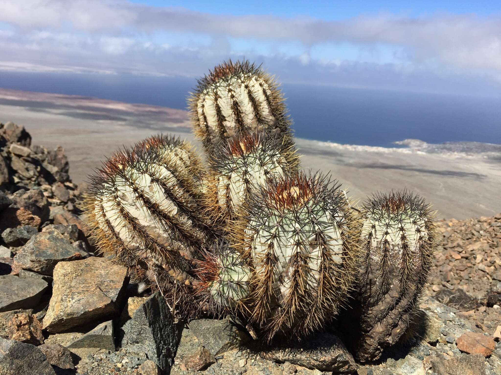 Imagem de Copiapoa calderiana subsp. atacamensis (Middled.) Mottram