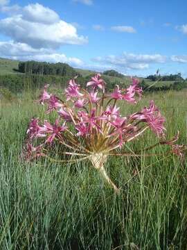 Image of Brunsvigia radulosa Herb.