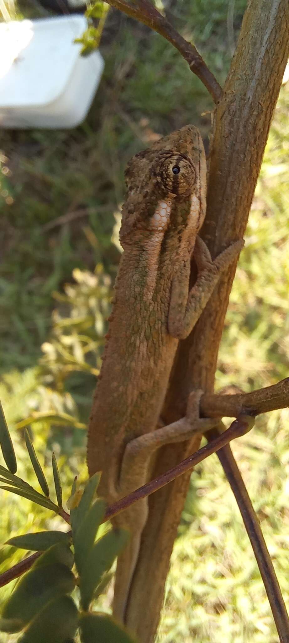 Image of Black-headed Dwarf Chameleon