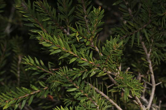 Image of Melaleuca sieberi Schauer