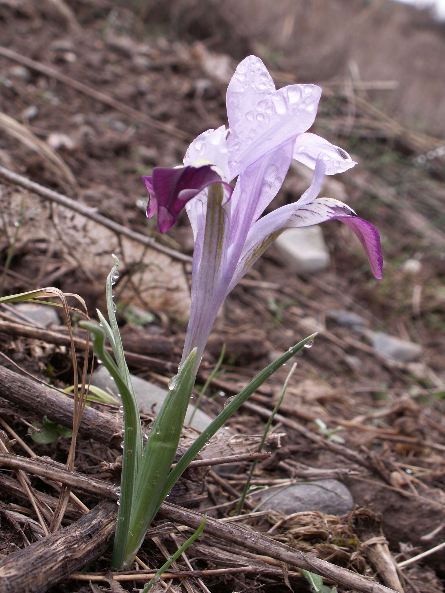 Plancia ëd Iris kolpakowskiana Regel