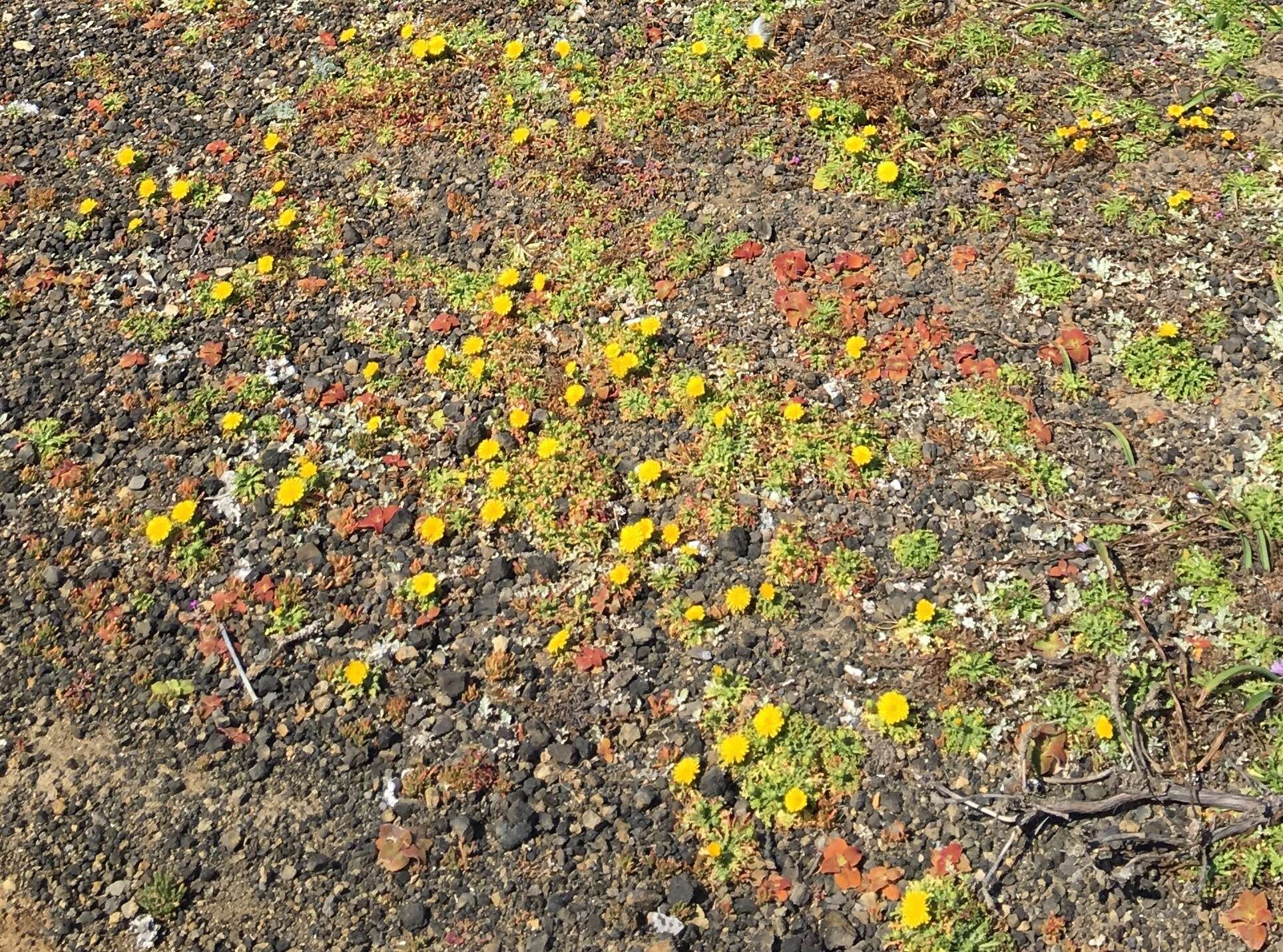 Image of Philbrick's desertdandelion