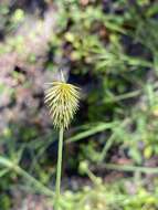 Imagem de Cyperus plukenetii Fernald