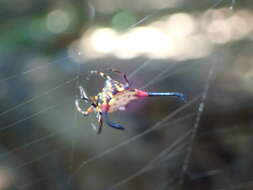 Image of Gasteracantha sanguinea Dahl 1914