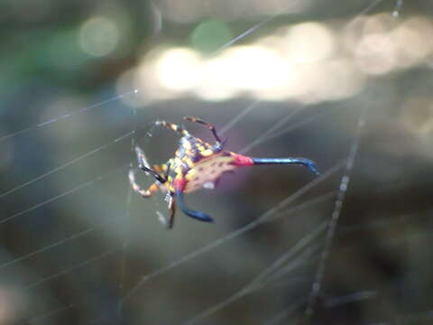 Image of Gasteracantha sanguinea Dahl 1914