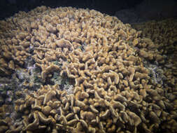 Image of leaf coral