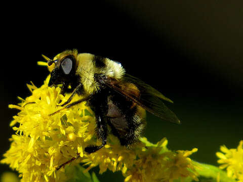 Imagem de Eristalis flavipes Walker 1849