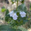 Image of Lepechinia floribunda (Benth.) Epling