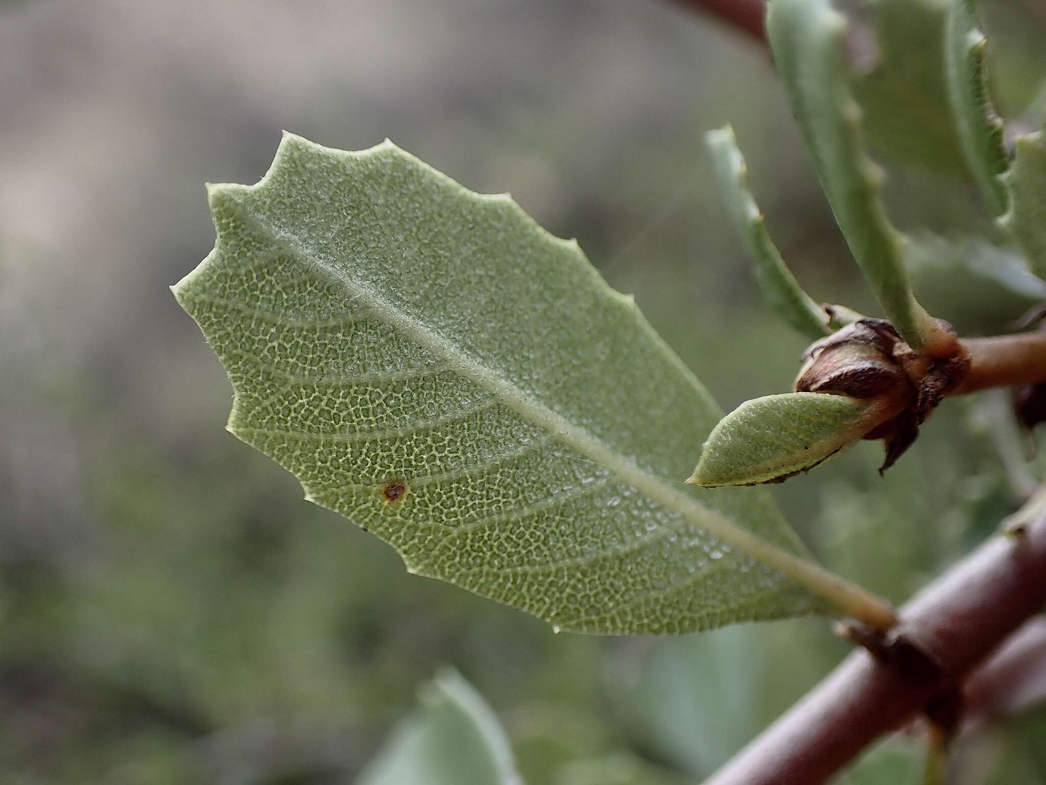 Plancia ëd Ceanothus ferrisiae Mc Minn