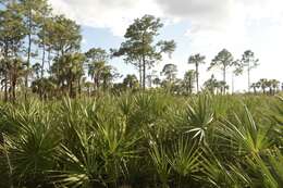 Imagem de Ophioglossum nudicaule L. fil.