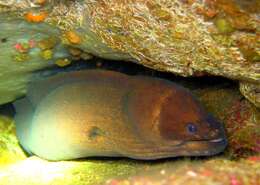 Image of Brown Moray