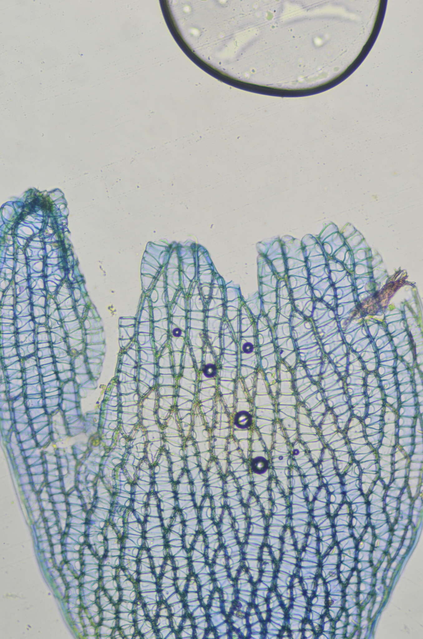 Imagem de Sphagnum rubiginosum Flatberg 1993