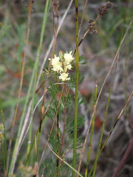 Image of Petrophile squamata R. Br.