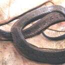 Image of Iridescent Ground Snake