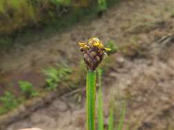 Imagem de Xyris laxifolia var. iridifolia (Chapm.) Kral