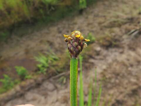 Image of irisleaf yelloweyed grass