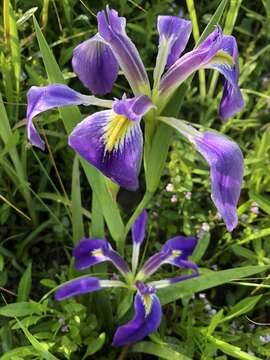 Image of zigzag iris