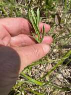 Sabatia quadrangula Wilbur resmi