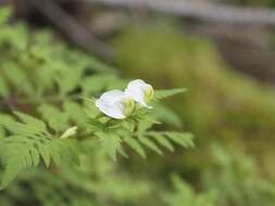 Imagem de Pedicularis keiskei Franch. & Sav.