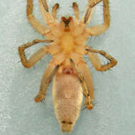 Image of Arachosia cubana (Banks 1909)