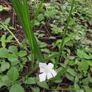 Image of Cipura campanulata Ravenna