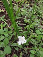 Image of Cipura campanulata Ravenna