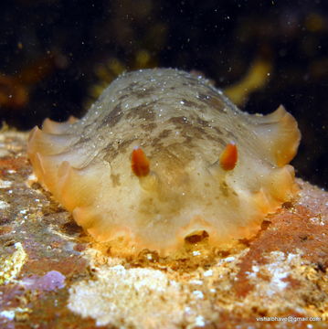 Image of <i>Dendrodoris fumata</i> (Rüppell & Leuckart 1830)